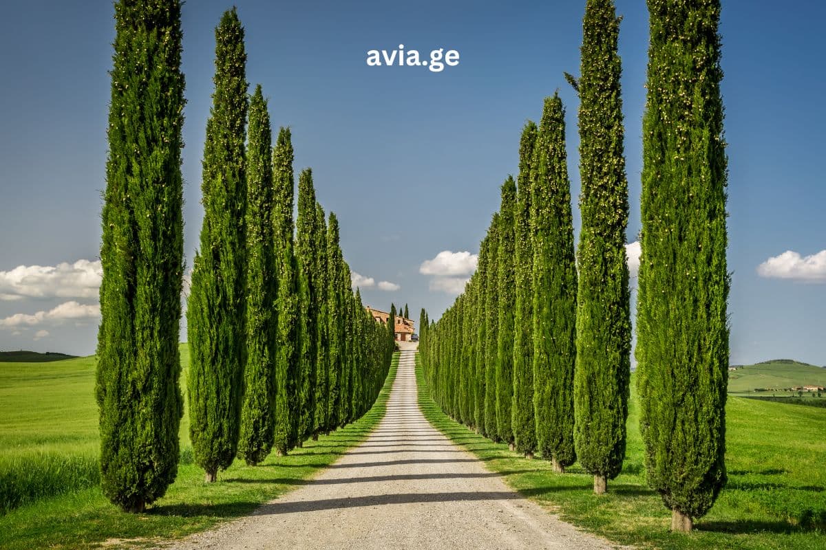 Turebi ყველა მიმართულებით